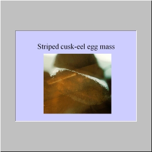 Slide7.JPG