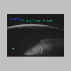 Slide12.JPG