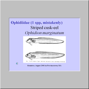 Slide13.JPG