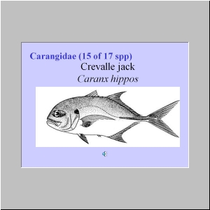 Slide16.JPG