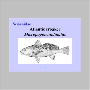 Slide19.JPG