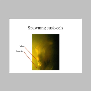 Slide20.JPG