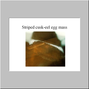 Slide21.JPG