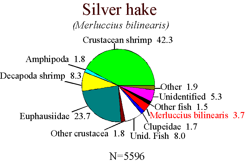 Silver hake