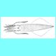 longfin.tif