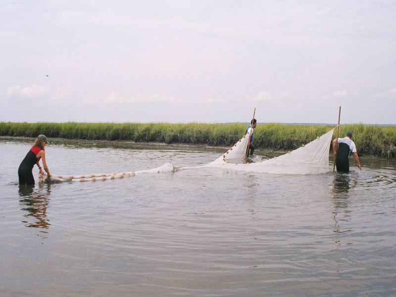 http://www.fishecology.org/estuarine/021_5.jpg