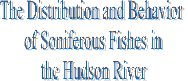 The Distribution and Behavior 
of Soniferous Fishes in
 the Hudson River 