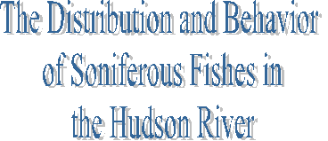 The Distribution and Behavior 
of Soniferous Fishes in
 the Hudson River 