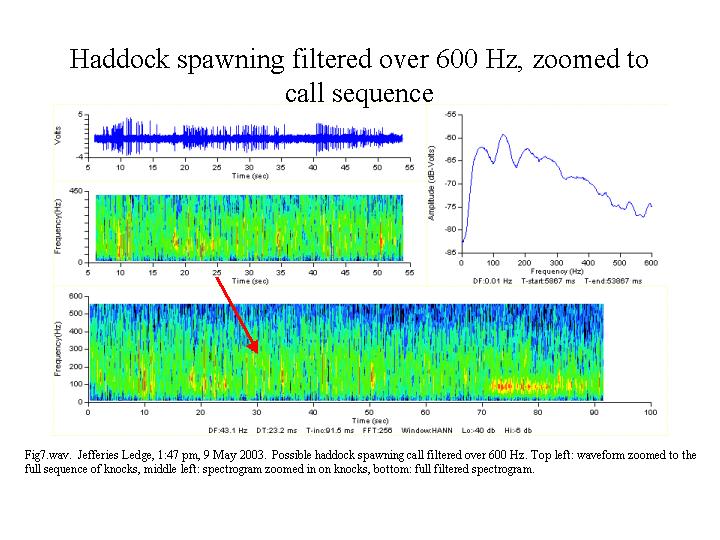 haddock spawning call