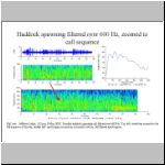 Haddock spawning call