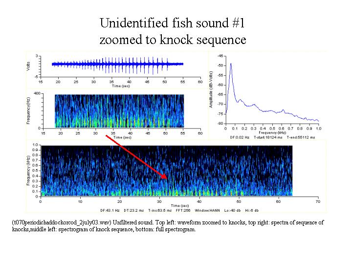 Unidentified fish sound #1