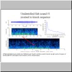 Unidentified fish sound