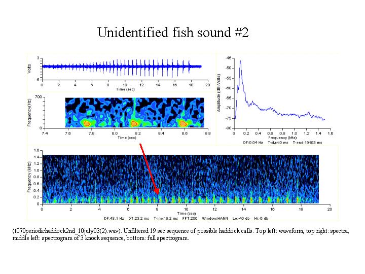 Unidentified fish sound #2