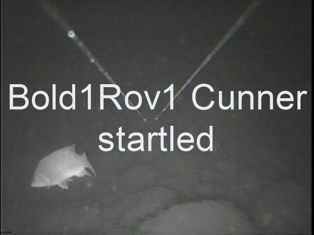 bold1rov1cunnerstartleat53.JPG