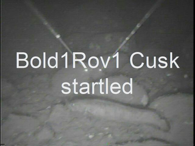 bold1rov1cuskstartleat54.JPG