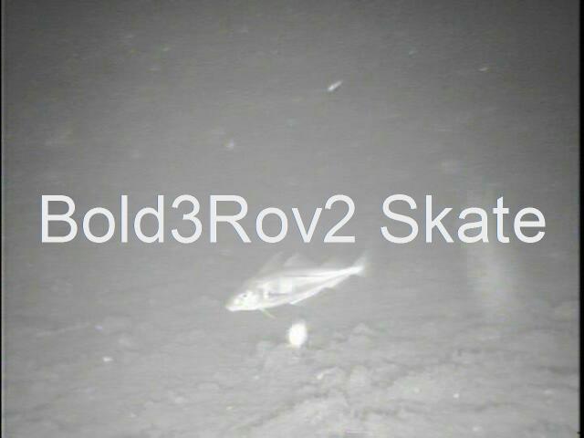 bold3rov2skateat124b.JPG