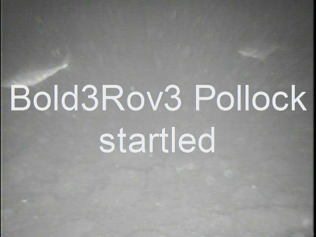 bold3rov3pollockbumpat30.JPG