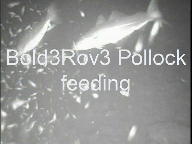 bold3rov3pollockfeedat119.JPG