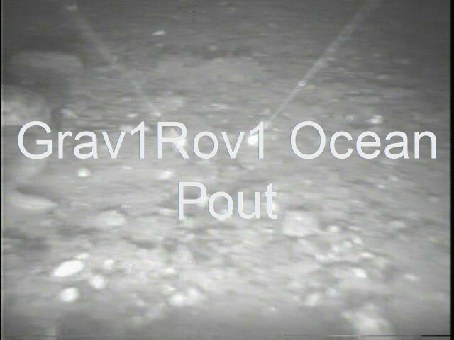 grav1rov1oceanpoutat202.JPG