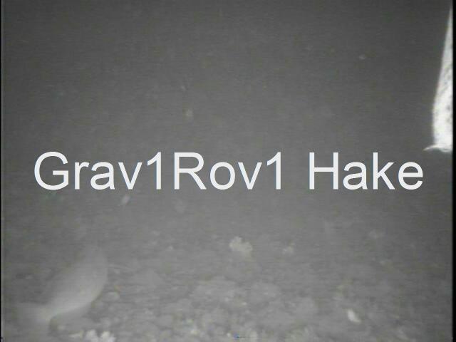 grav1rov1redhakeat54.JPG