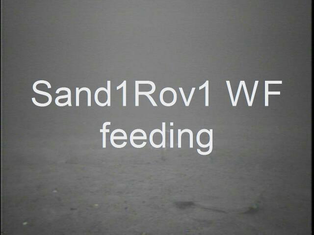sand1rov1flounderfeedingat6548.JPG