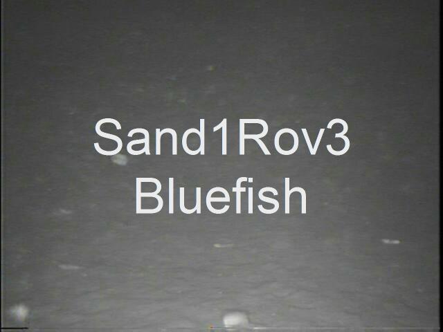 sand1rov3bluefishat146.JPG
