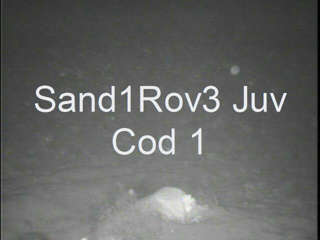 sand1rov3juvcodat130_1.JPG