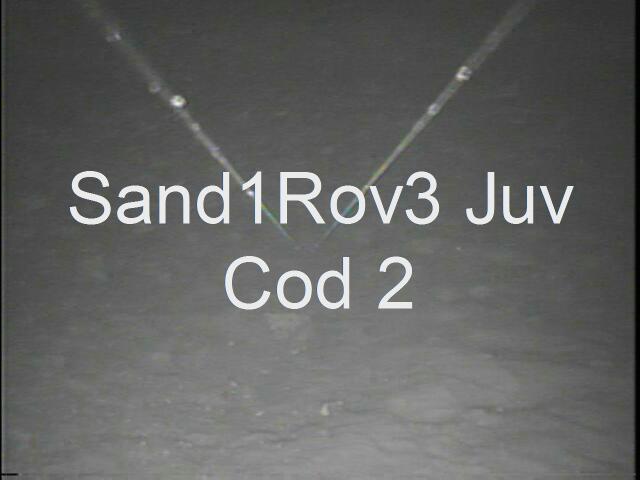 sand1rov3juvcodat130_2.JPG