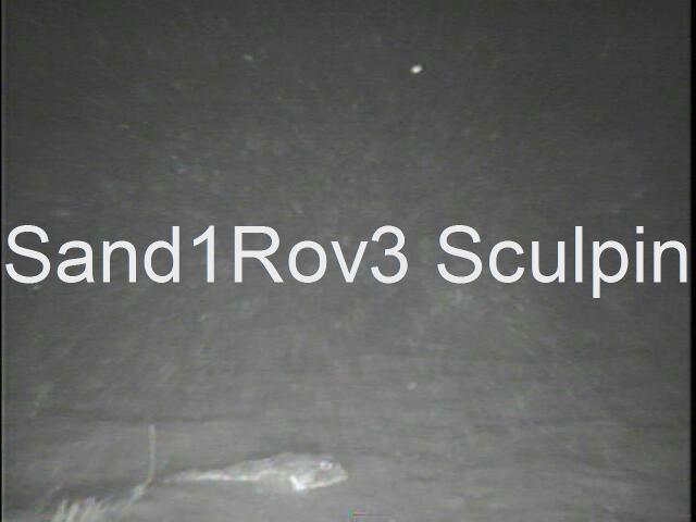 sand1rov3sculpinat128.JPG