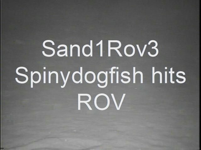 sand1rov3spinydoghitrovat113.JPG