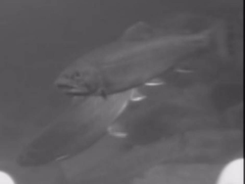 Fish sound ringtones